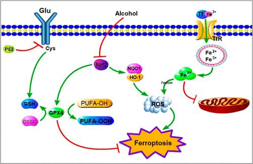 Role of Ferroptosis Regulation by Nrf2/NQO1 Pathway in Alcohol-Induced Cardiotoxicity In Vitro and In Vivo