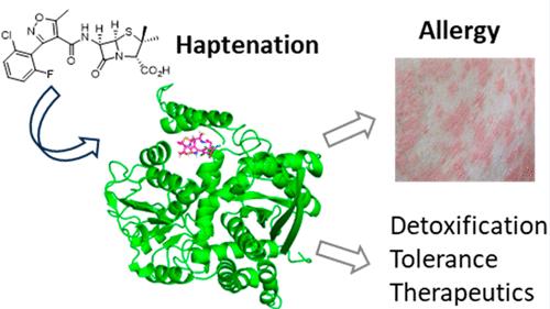 Protein Haptenation and Its Role in Allergy