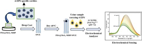 4-Ethylphenyl Sulfate Detection by an Electrochemical Sensor Based on a MoS2 Nanosheet-Modified Molecularly Imprinted Biopolymer