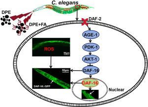 Evaluation the role of insulin signaling pathway in reproductive toxicity of dispersed diesel particulate extract under environmental conditions