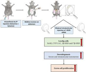 Knockdown of type 2 orexin receptor in adult mouse testis potentiates testosterone production and germ cell proliferation