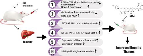 Pharmacotherapeutic potential of malvidin to cure imidacloprid induced hepatotoxicity via regulating PI3K/AKT, Nrf-2/Keap-1 and NF-κB pathway