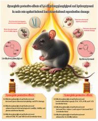 Synergistic protective effects of 3,4-dihydroxyphenylglycol and hydroxytyrosol in male rats against induced heat stress-induced reproduction damage