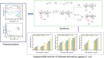 Synthesis of N-isonicotinic sulfonate chitosan and its antibiofilm activity against E. coli and S. aureus