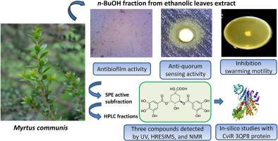 Myrtus communis leaf compounds as novel inhibitors of quorum sensing-regulated virulence factors and biofilm formation: In vitro and in silico investigations