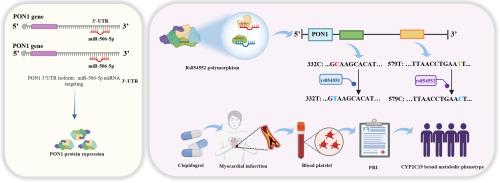 Association of genetic variations of 3′-UTR in clopidogrel pharmacokinetic-relevant genes with clopidogrel response in Han Chinese patients with coronary artery disease