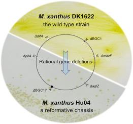 An upgraded Myxococcus xanthus chassis with enhanced growth characteristics for efficient genetic manipulation