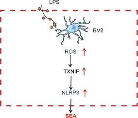 The ROS/TXNIP/NLRP3 pathway mediates LPS-induced microglial inflammatory response