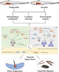 Hepatic immune response of Coilia nasus infected with Anisakidae during ovarian development