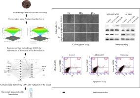 Optimisation of Levilactobacillus brevis-fermented finger millet (Eleusine coracana) and evaluation of its effects on cancer cells (HCT116 and MDA-MB-231)