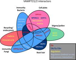 Where R-SNAREs like to roam - the vesicle-associated membrane proteins VAMP721 & VAMP722 in trafficking hotspots