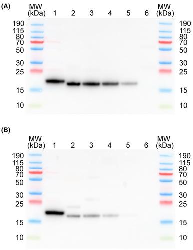 Development and validation of an ELISA to measure regenerating island-derived protein 3E in canine blood