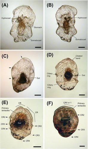 Larval development in the apodid sea cucumber Chiridota gigas, with a focus on coelom development and the serotonergic nervous system during metamorphosis