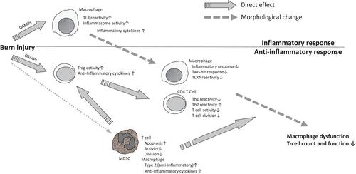 Systemic immune response of burns from the acute to chronic phase