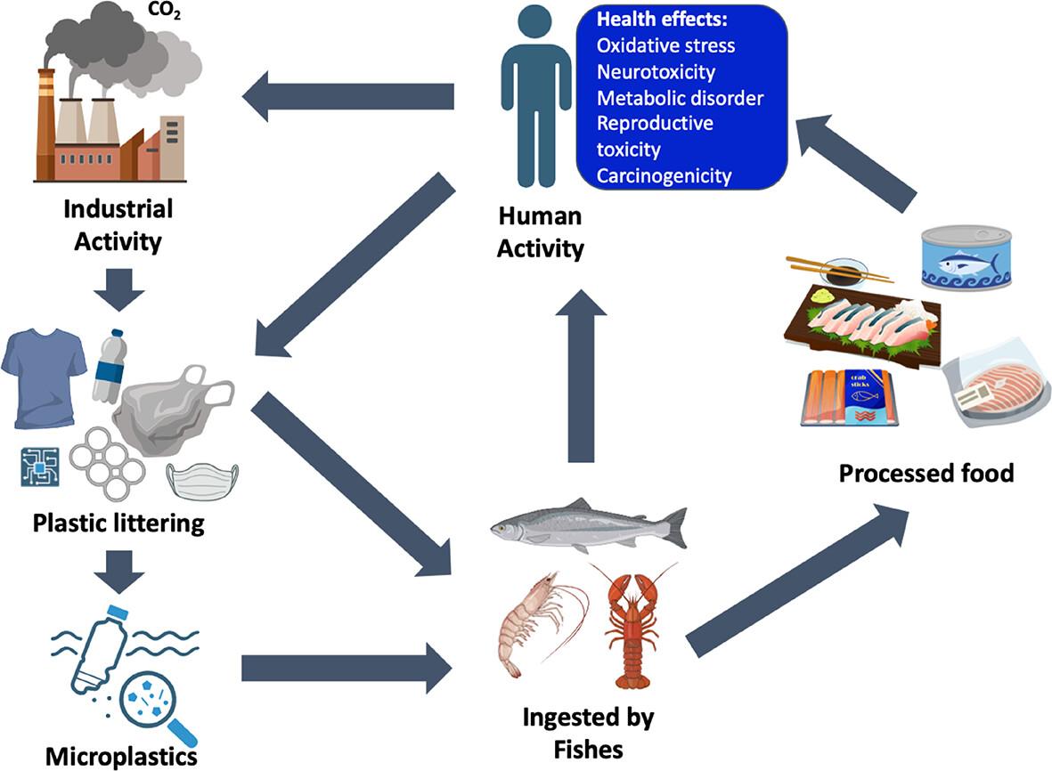 Prevalence of environmental microplastics in Taiwan and its impact on the seafood safety: An integrative review