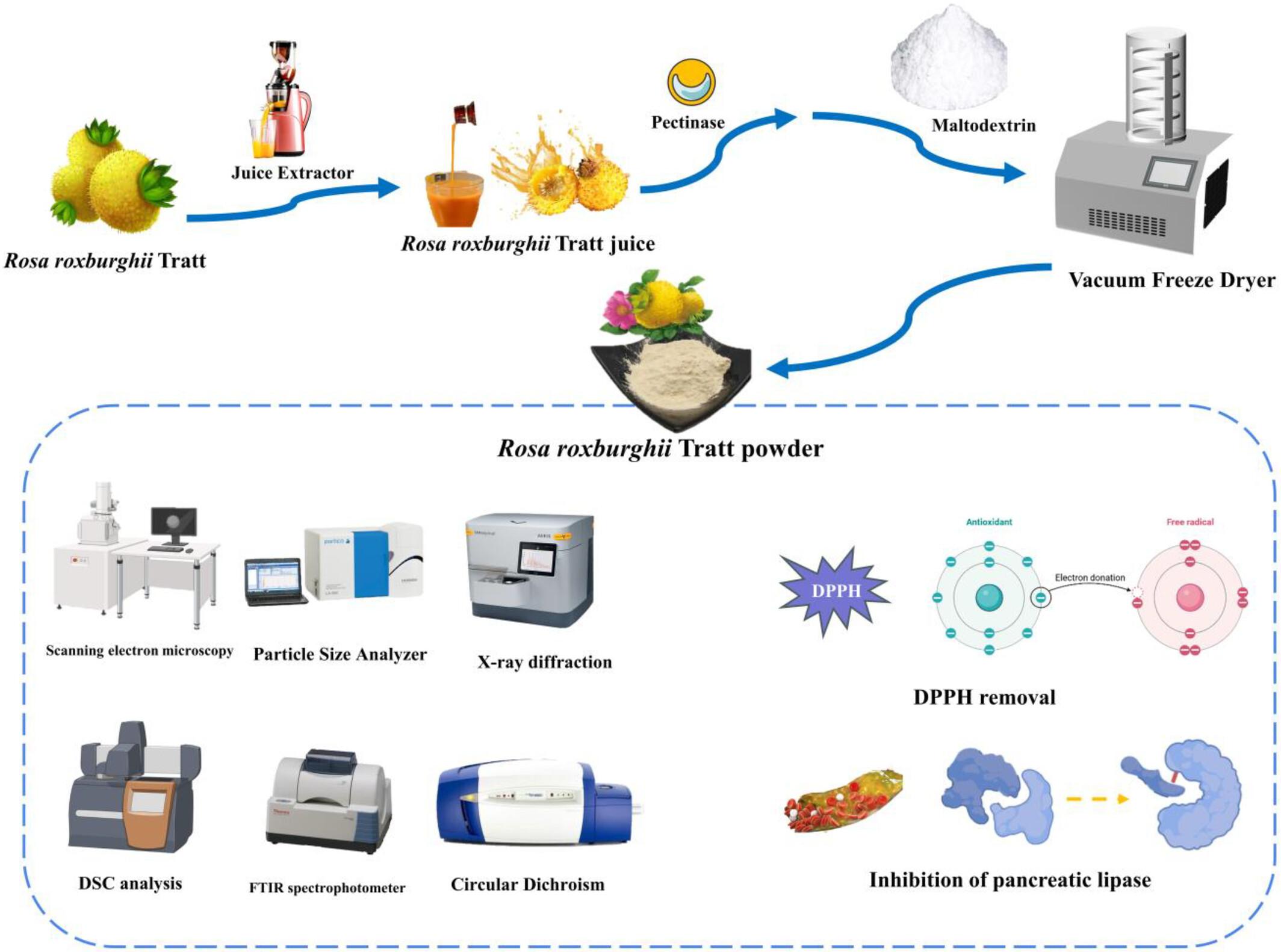 Microencapsulation of Rosa roxburghii Tratt with characterization of the powder and nutritional potential