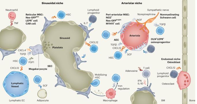 Systemic and local regulation of hematopoietic homeostasis in health and disease