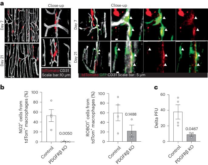 Macrophages behave like mural cells to promote healing of ischemic muscle injury