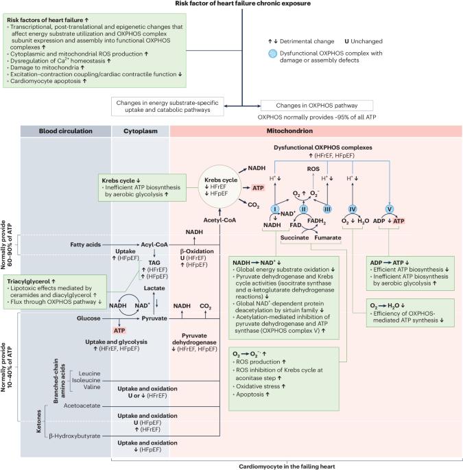 A self-reinforcing cycle hypothesis in heart failure pathogenesis