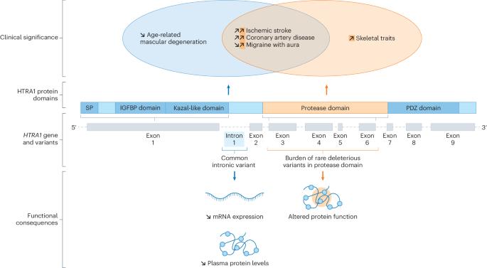 Redefining common and rare HTRA1 variants as risk factors for polyvascular disease