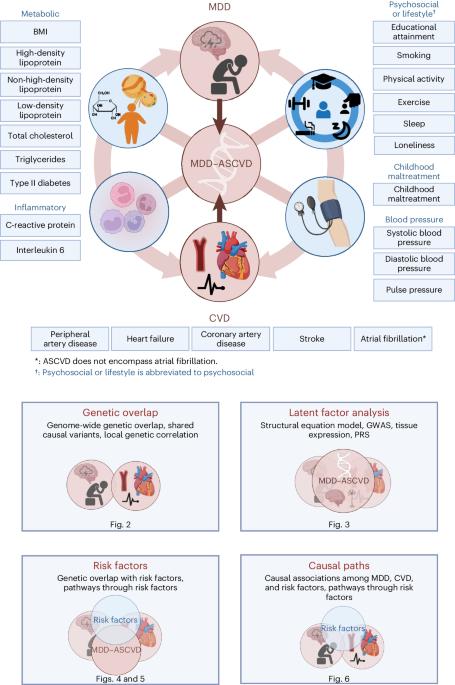 Distinct biological signature and modifiable risk factors underlie the comorbidity between major depressive disorder and cardiovascular disease