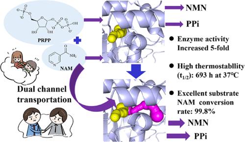 Design of NAMPTs with Superior Activity by Dual-Channel Protein Engineering Strategy