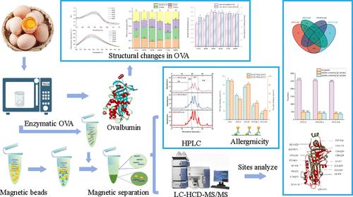 Investigating the Mechanism of Microwave-Assisted Enzymolysis Synergized with Magnetic Bead Adsorption for Reducing Ovalbumin Allergenicity through Biomass Spectrometry Analysis