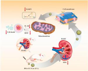 Construction of an uricase/catalase/curcumin-co-loaded drug delivery system and its effect on hyper-uric acid-induced kidney injury