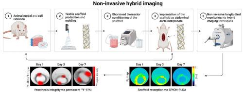 In vitro and in vivo evaluation of biohybrid tissue-engineered vascular grafts with transformative 1H/19F MRI traceable scaffolds