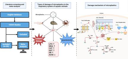 Harmful effects of microplastics on respiratory system of aquatic animals: A systematic review and meta-analysis