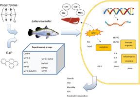 Combined effects of microplastics and benzo[a]pyrene on Asian sea bass Lates calcarifer growth and expression of functional genes