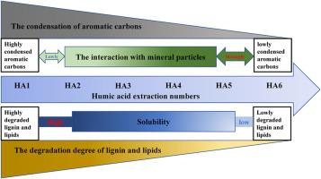 Preferential extraction of degraded organic matter and mineral protection of aromatic structures based on molecular marker analysis