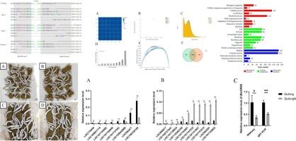 Compensatory effects of other olfactory genes after CRISPR/cas9 editing of BmOR56 in silkworm, Bombyx mori