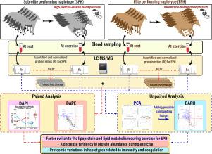 Effect of an endothelial regulatory module on plasma proteomics in exercising horses