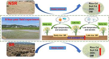 Long-term straw removal and double-cropping system reduce soil cadmium content and uptake in rice: A four-year field analysis