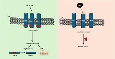 Tumour suppressor protein sMEK1 links to IRE1 signalling pathway to modulate its activity during ER stress