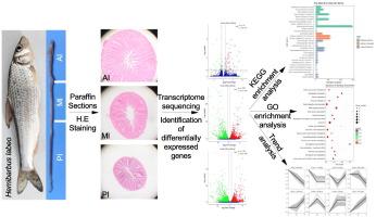 Functional insights of digestion, absorption, and immunity in different segments of the intestine in Hemibarbus labeo from transcriptomic analysis