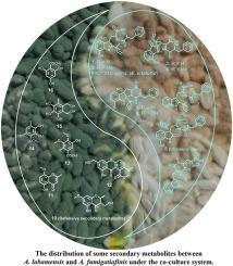 Induced production of defensive secondary metabolites from Aspergillus fumigatiaffinis by co-culture with Aspergillus alabamensis