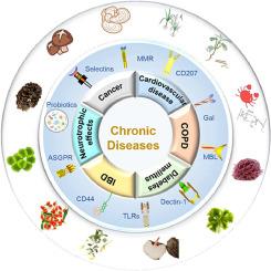 Progress in the metabolic kinetics and health benefits of functional polysaccharides from plants, animals and microbes: A review