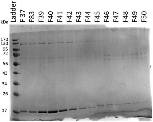 Expression and Purification of Human U1-70K (snRNP70) and its BAD Domains Using an E. coli Expression System