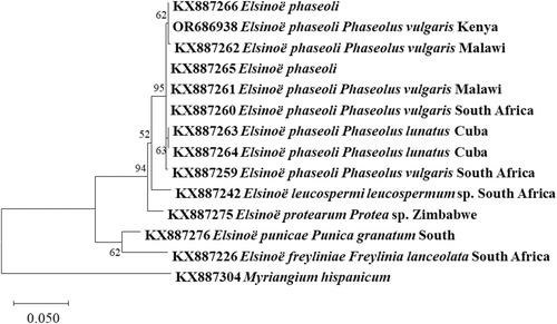 Identification of Elsinoë phaseoli causing bean scab in Kenya and evaluation of sporulation using five adapted techniques