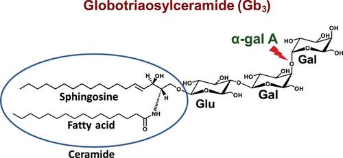 Analysis of Globotriaosylceramide (Gb3) in Liquid Urine: A Straightforward Assay Using Tandem Mass Spectrometry