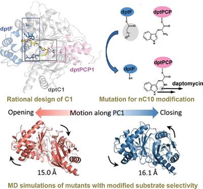 Engineering of the start condensation domain with improved N-decanoyl catalytic activity for daptomycin biosynthesis