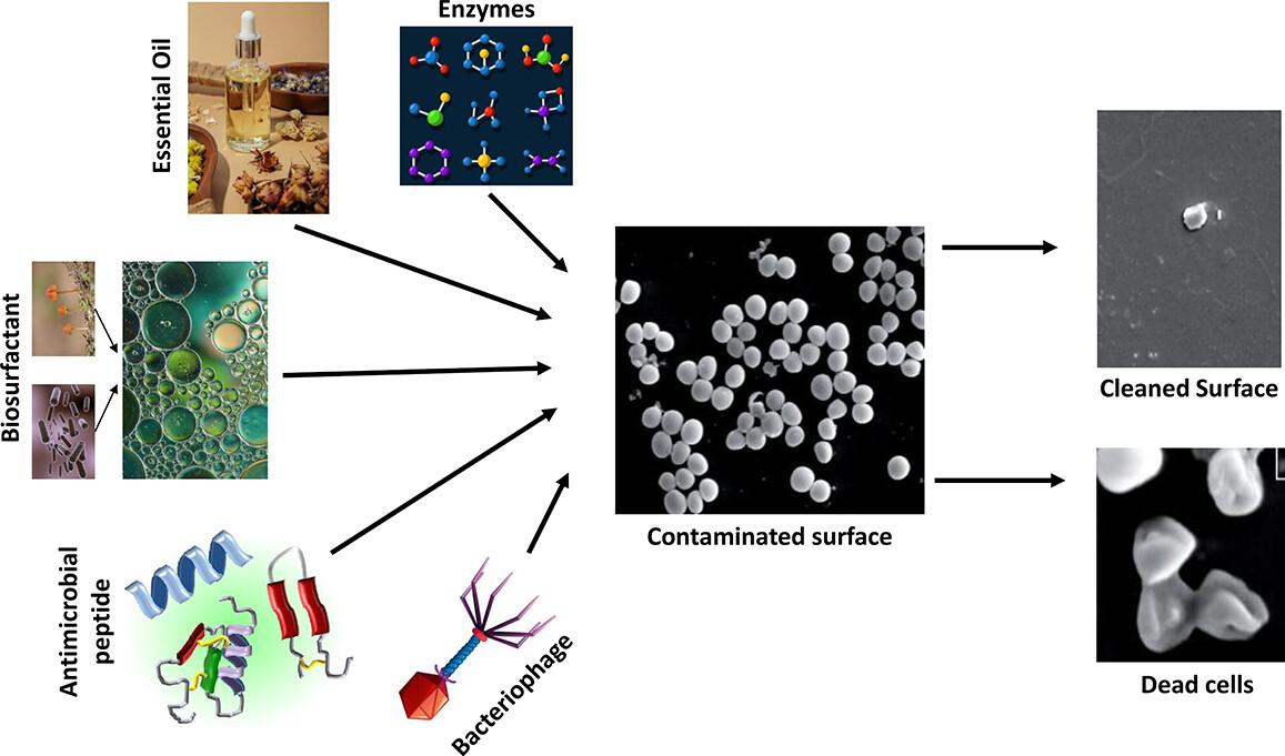 Green approaches for biofilm eradication: Enhancing cleaning efficiency