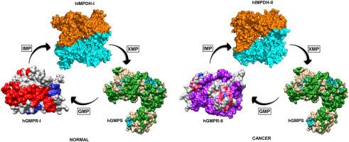 Dynamics of nucleoplasm in human leukemia cells: A thrust towards designing anti-leukemic agents