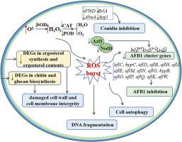 Unraveling the antifungal and anti-aflatoxin B1 mechanisms of piperitone on Aspergillus flavus