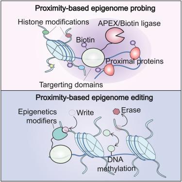 Induced proximity labeling and editing for epigenetic research