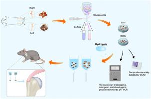 Comparative effect of skeletal stem cells versus bone marrow mesenchymal stem cells on rotator cuff tendon-bone healing