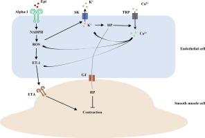 Small conductance calcium-activated potassium channel contributes to stress induced endothelial dysfunctions