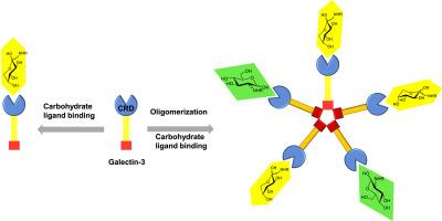 Amadori and Heyns rearrangement products of bioactive peptides as potential new ligands of galectin-3